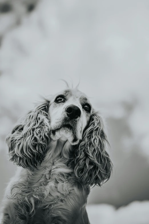 a close up of a dog in black and white