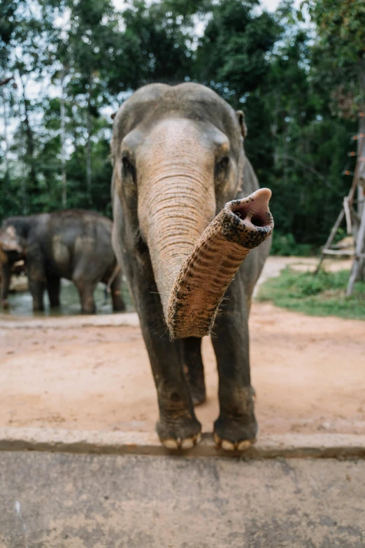 two elephants on dirt ground and trees in the background