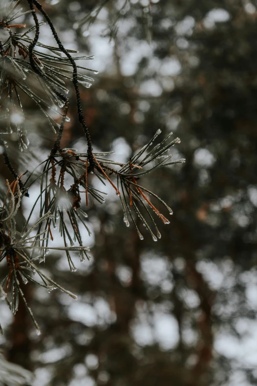 close up of tree with little snow on nches