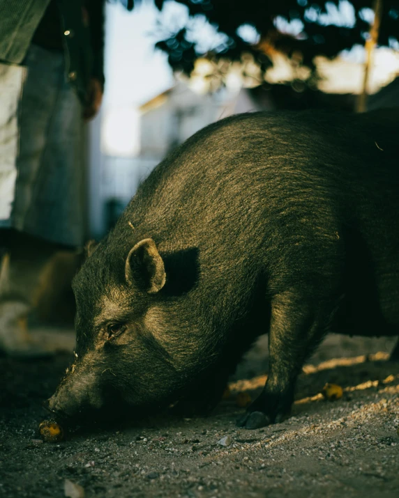 a small animal sniffing around its side