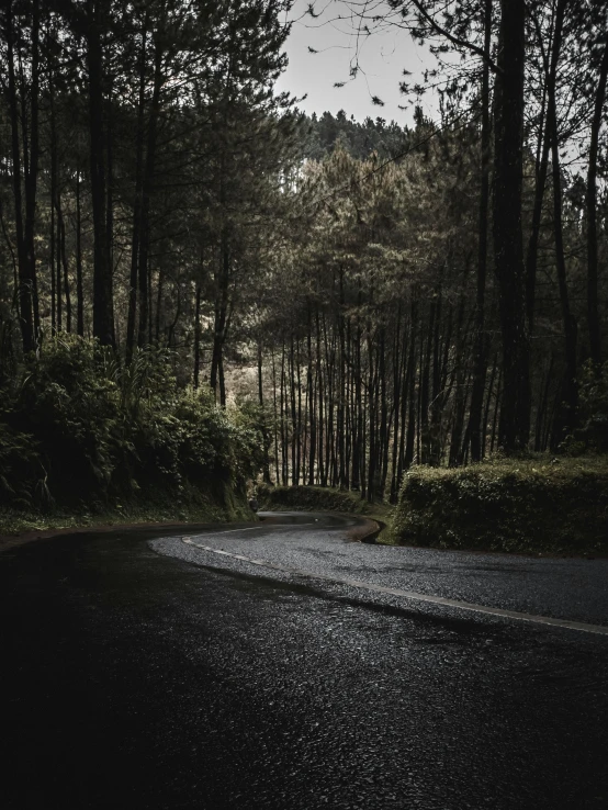 a road through some trees with rain coming down