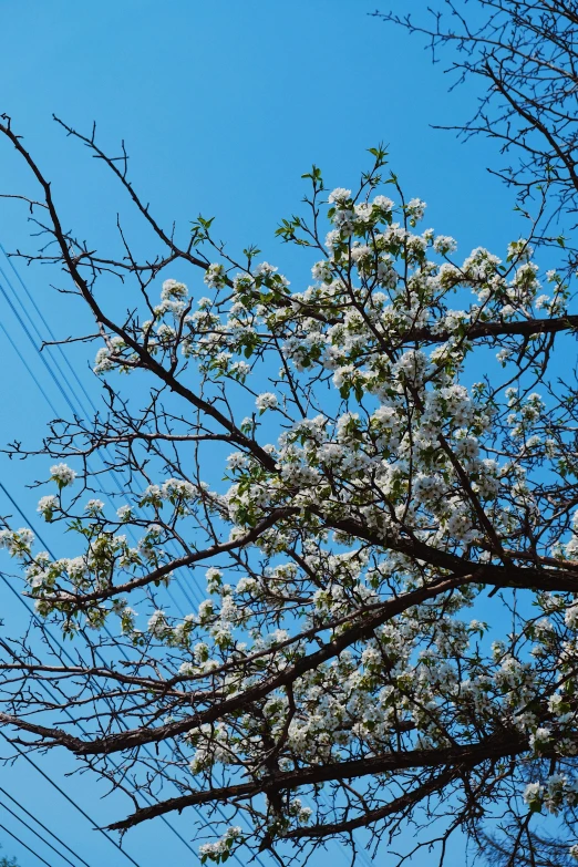 the view of some white flowers on some nches