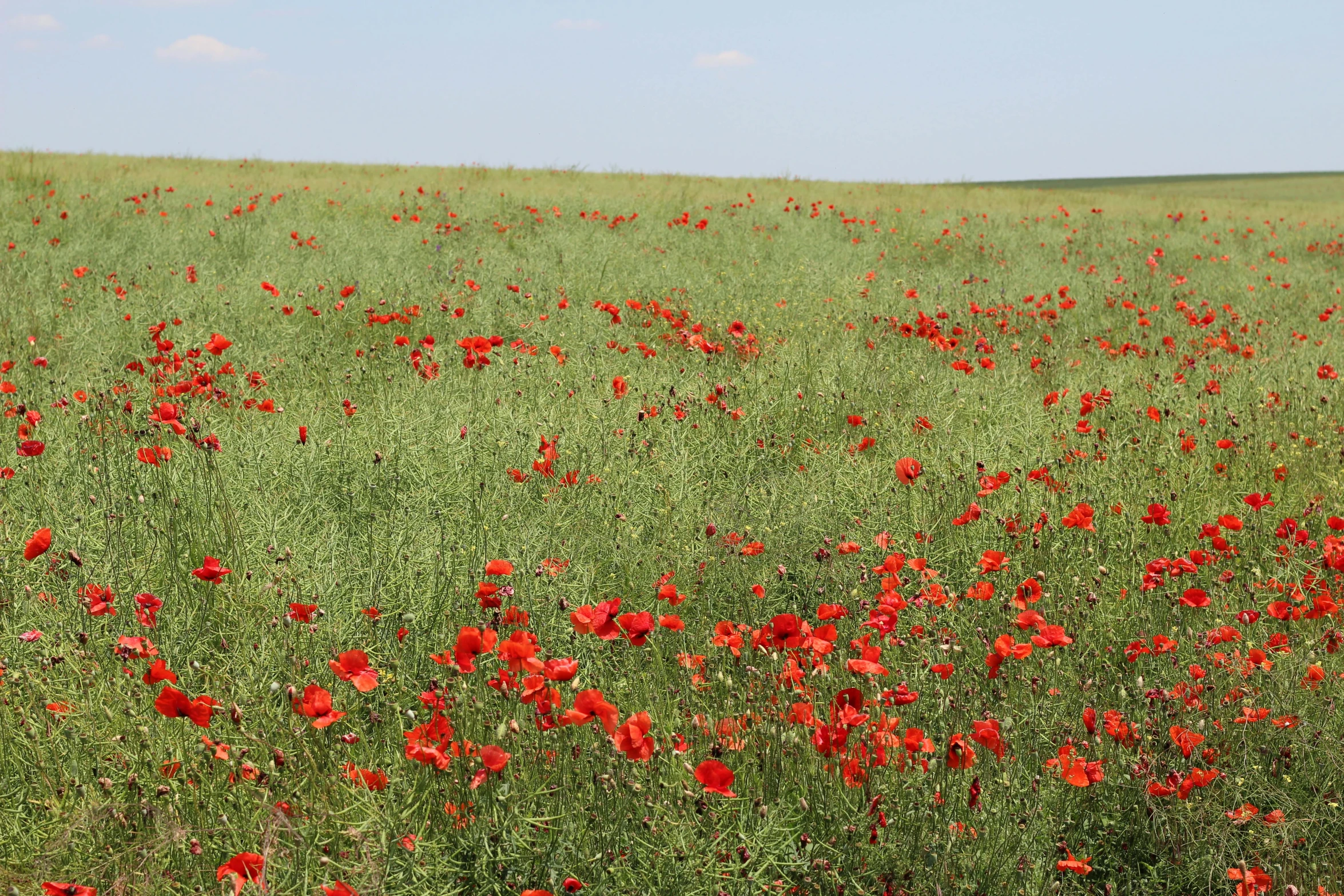 a big field full of red flowers that have bloomed