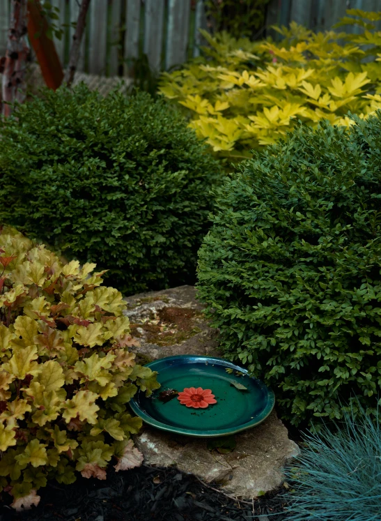 a garden with green plants and yellow flowers