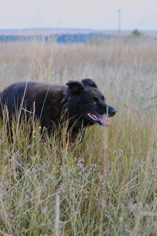 a dog sitting in tall grass with its tongue sticking out