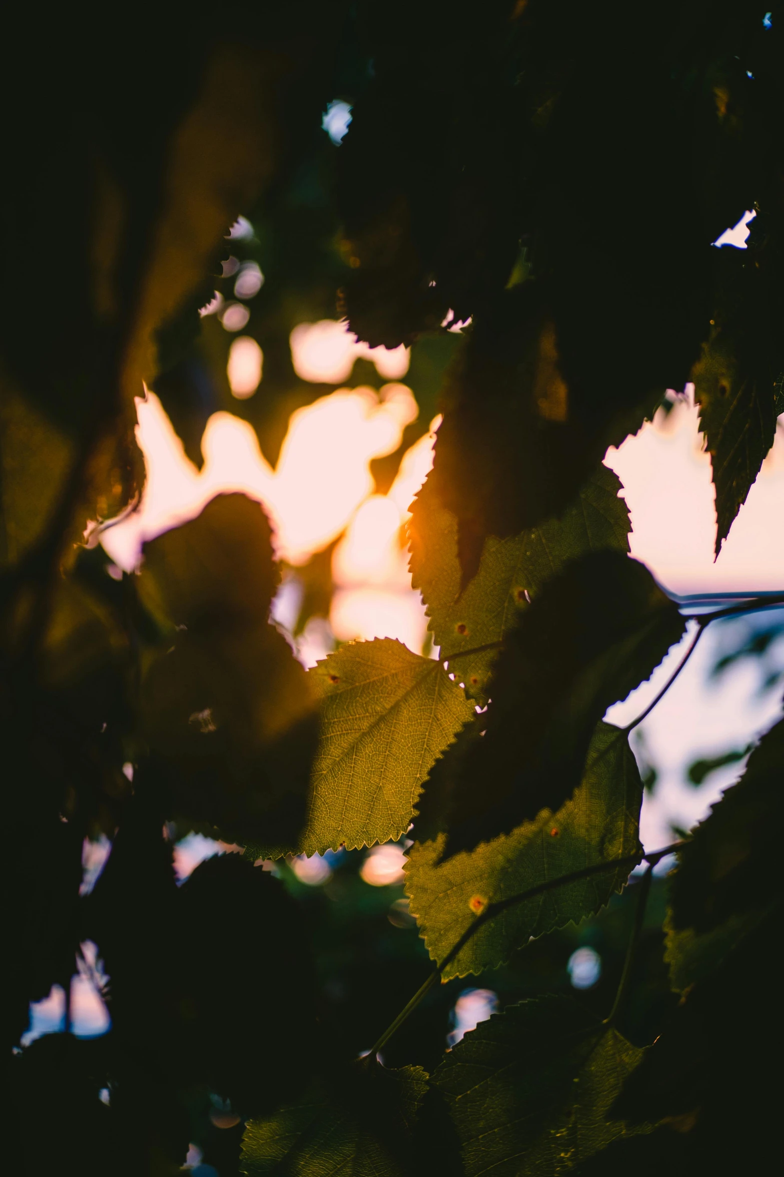 the sun is setting through some leaves