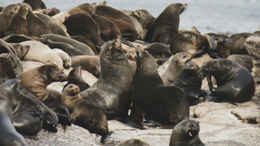 a large number of brown bears near water