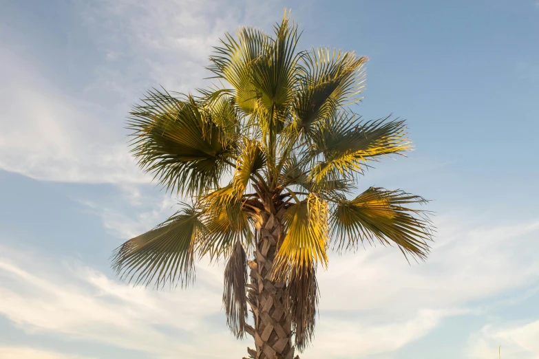 the top view of a palm tree with no leaves