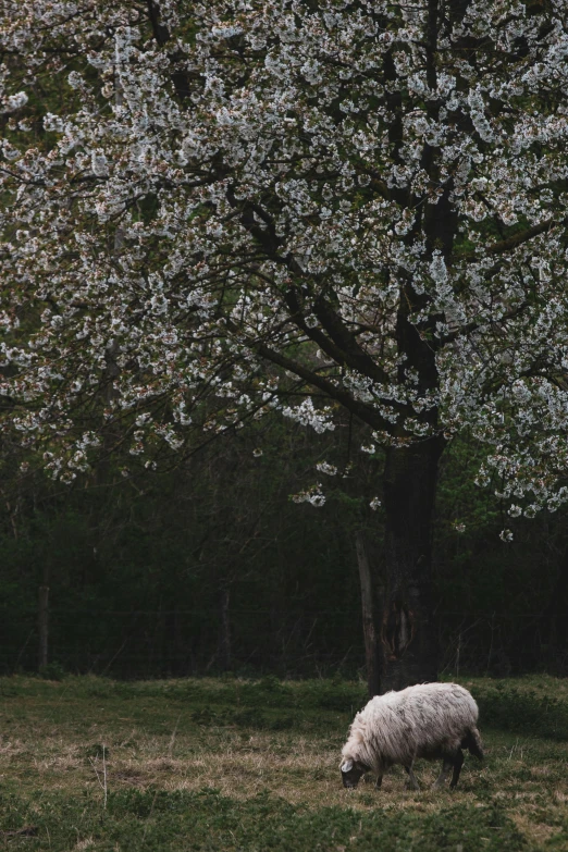 a sheep grazes in a field by a blossoming tree