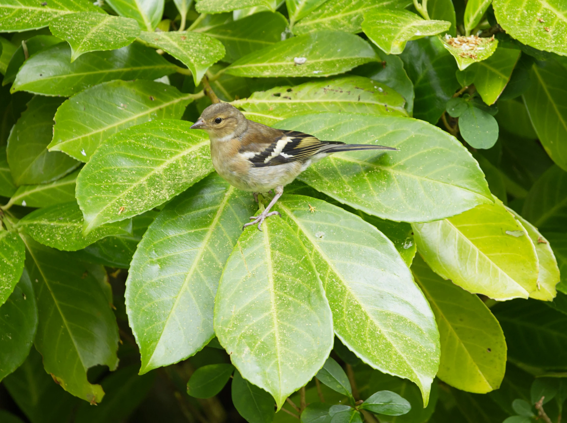 a small brown bird perched on top of a green leaf