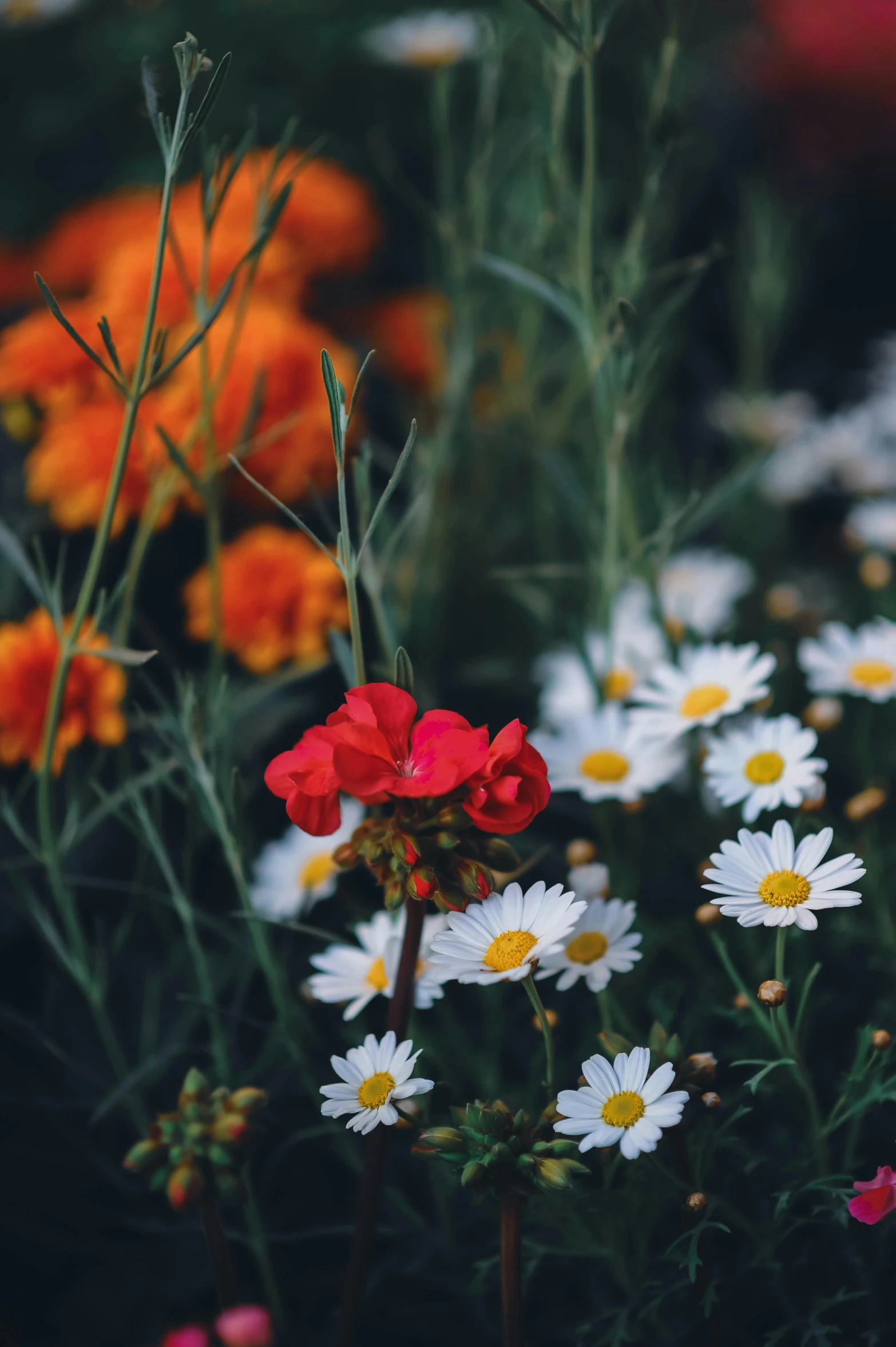 a variety of flowers sitting in a field