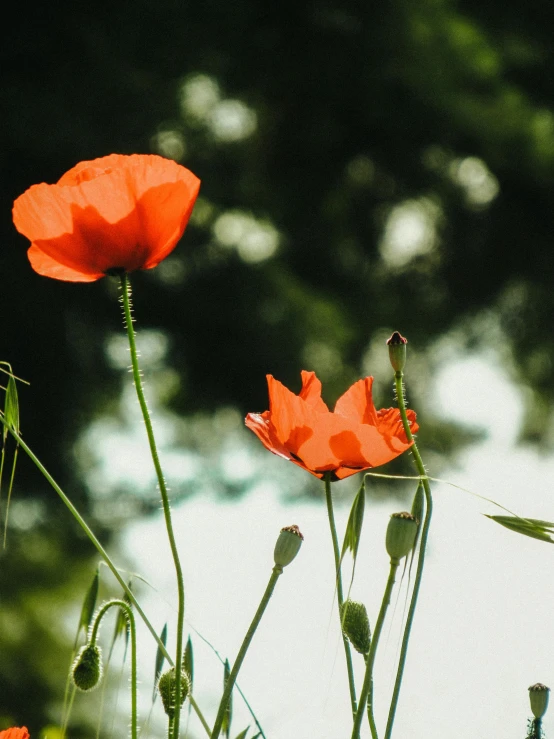 three red flowers are in bloom with the sun shining on them