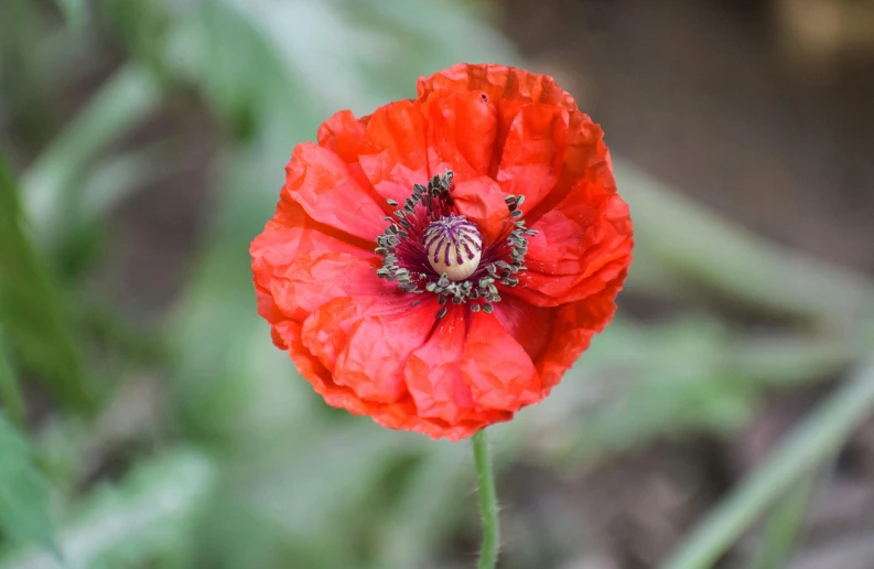 a large red flower that is next to green leaves