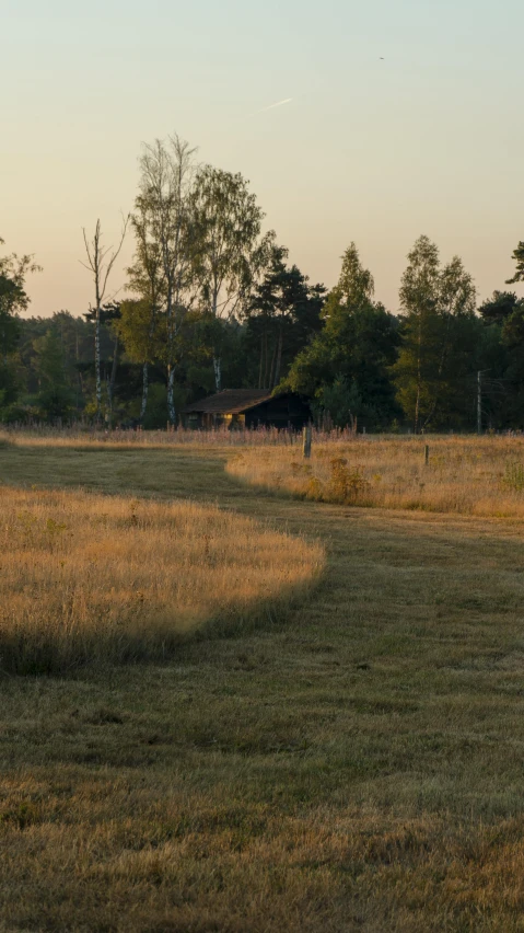 the horse is looking for food in the distance