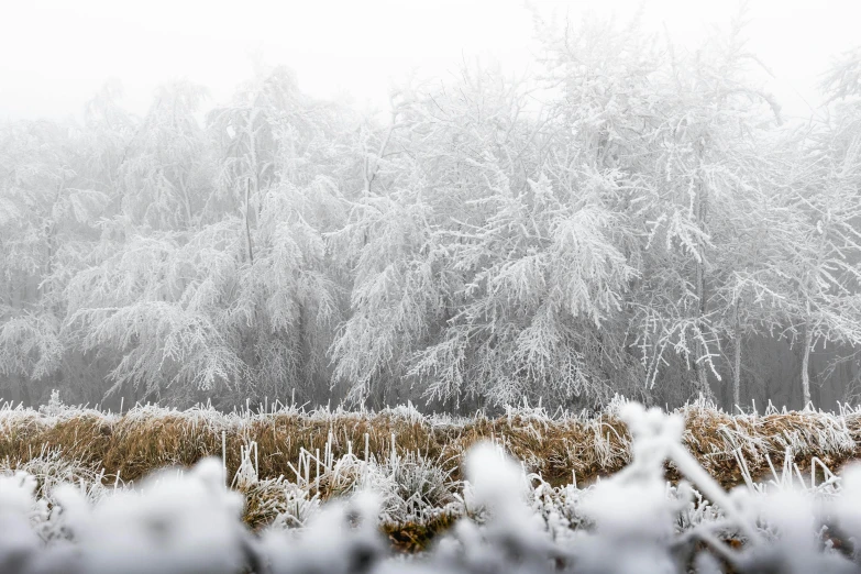 snow on trees and shrubs near grassy field