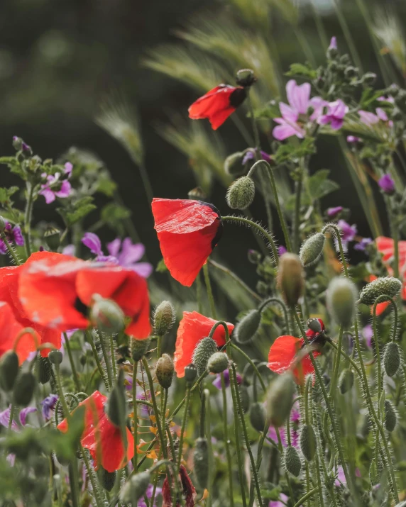 a field with various red and pink flowers