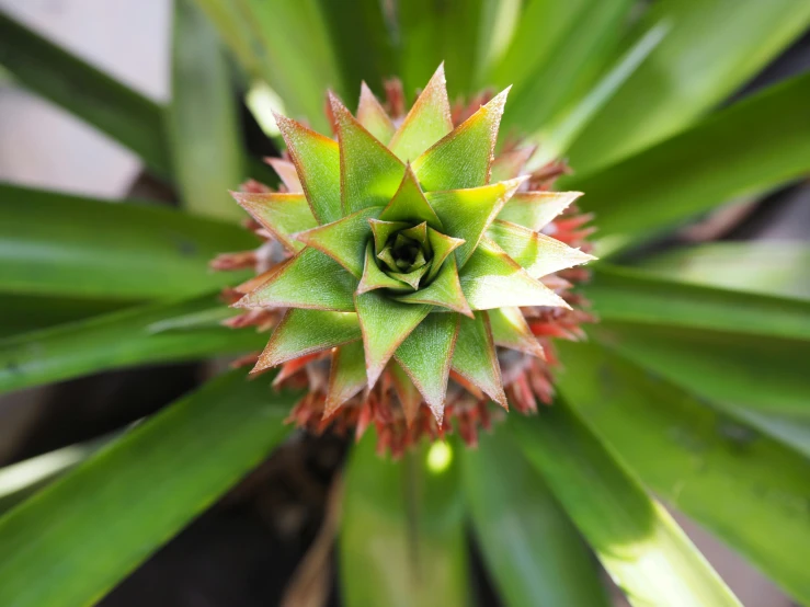 a green plant with a red and yellow flower