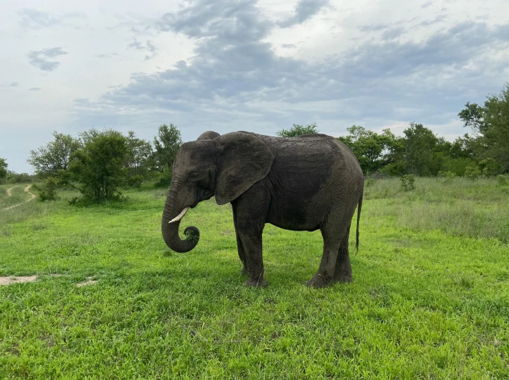 an elephant standing in a grassy area near trees