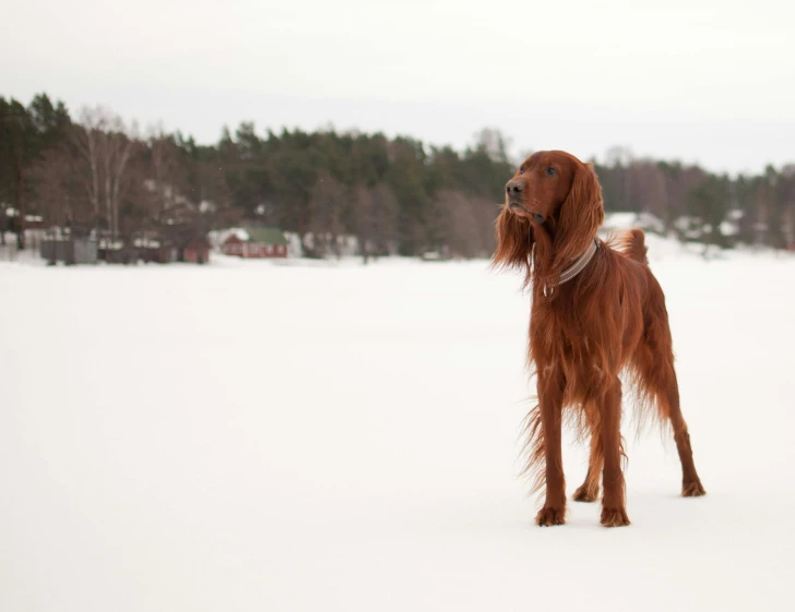 an irish setter standing in the snow wearing a collar