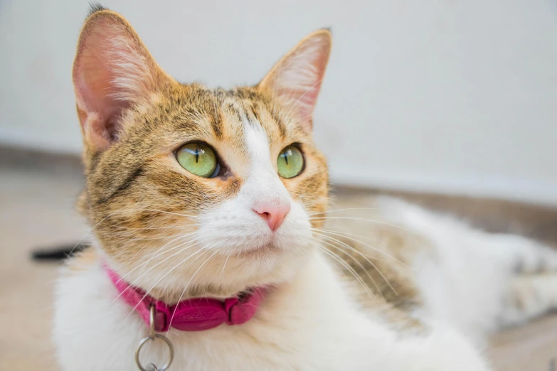 a cat with a pink collar is lying on the floor