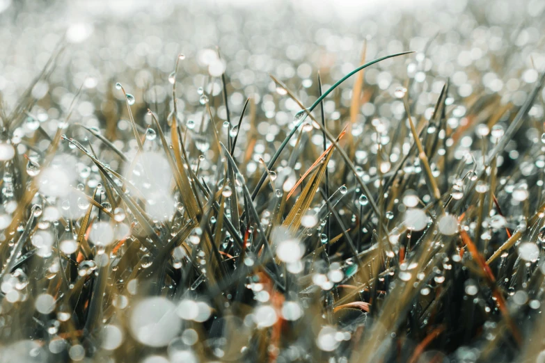 the image of an autumn grass covered in dew