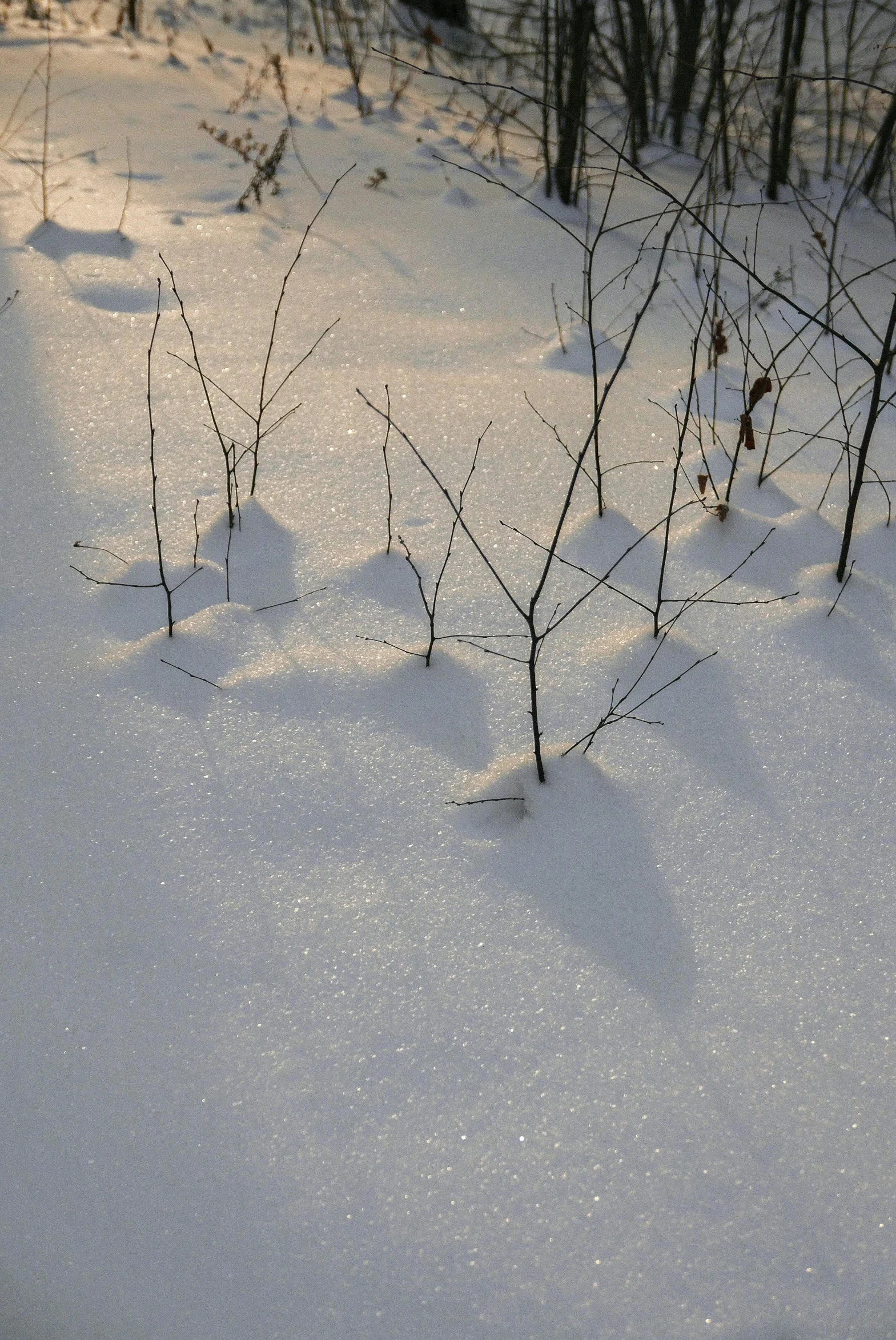 a small tree sprouts out from the snow