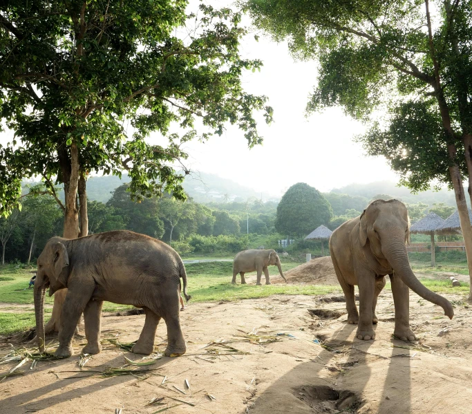 three elephants standing under trees on a dirt road