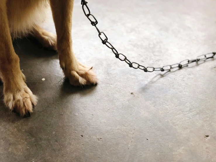 a very big pretty furry dog with a chain