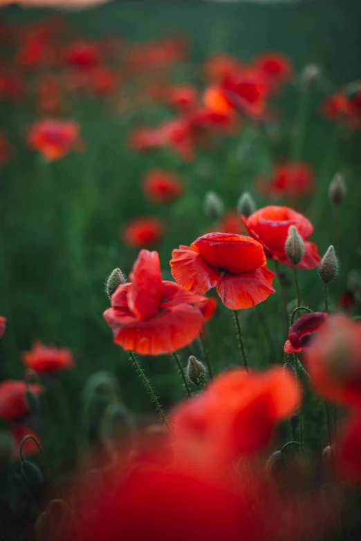 a closeup s of the stems and flowers of red poppies