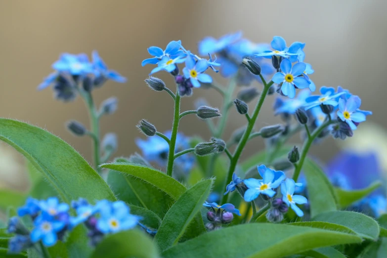 small flowers in blue and green leaves near other ones