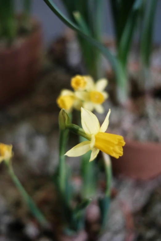 the yellow flowers are blooming all around