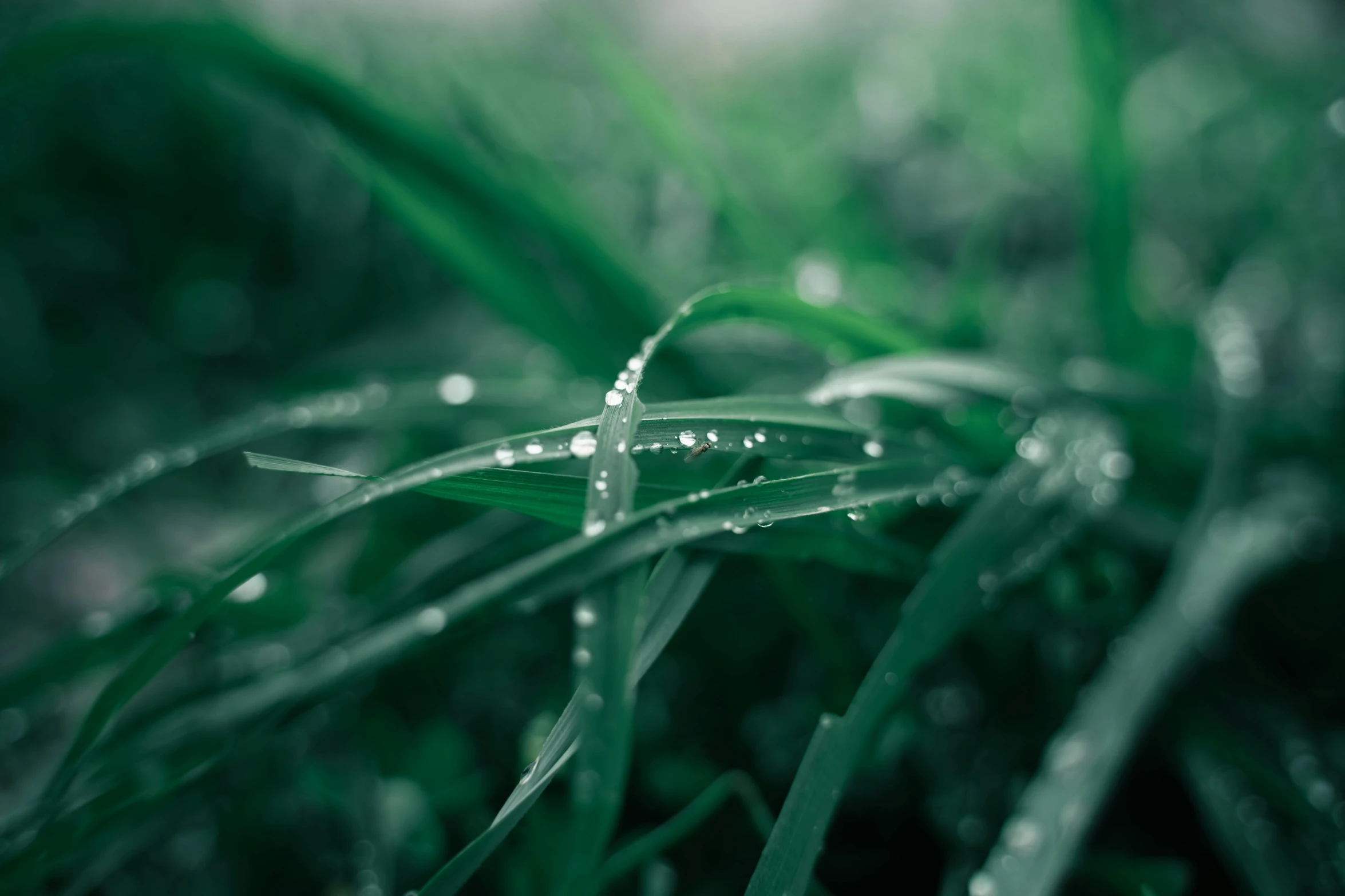 green plant with water droplets on it