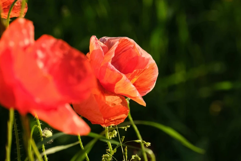 two red flowers in the grass during sunset