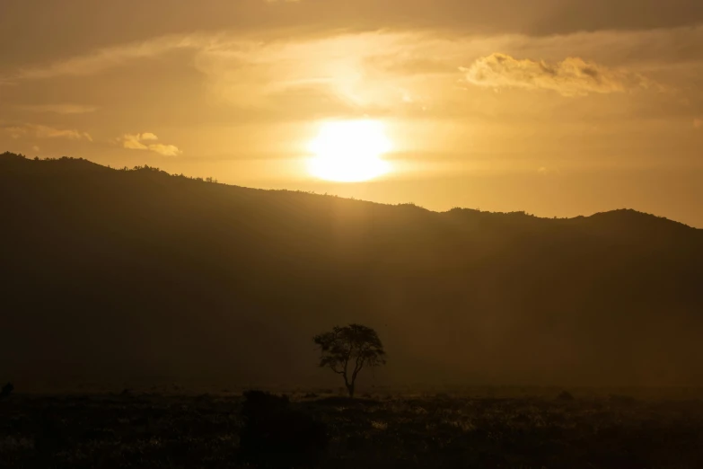 a tree is silhouetted against the sun as it begins to rise