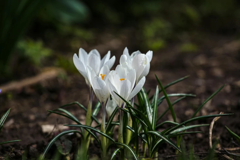 several white crocus sitting in the dirt near grass