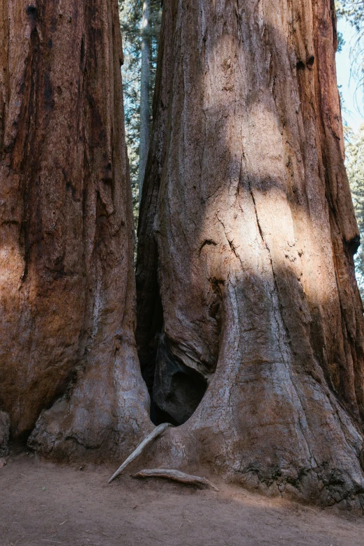 two large trees are shown in a park