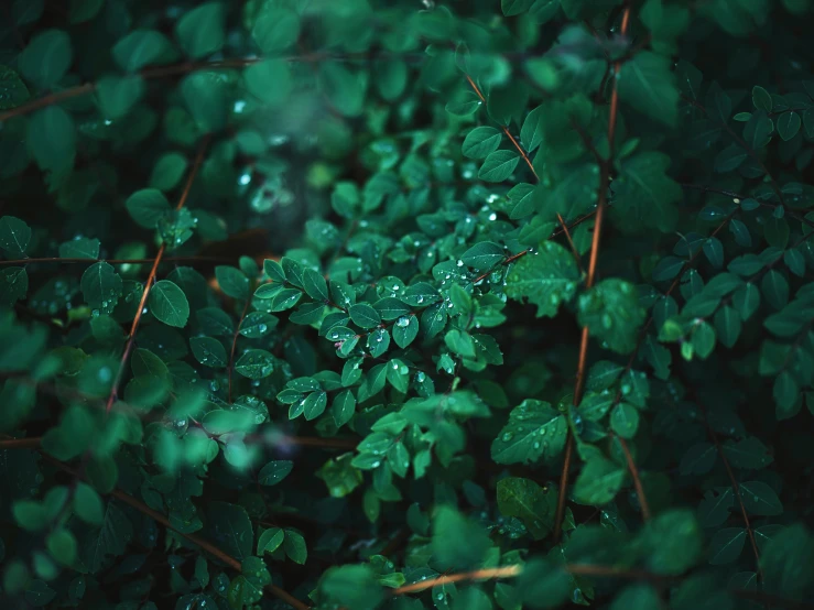 a couple of leafs that are sitting in the grass