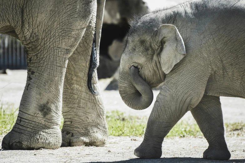 the small elephant walks behind an adult elephant