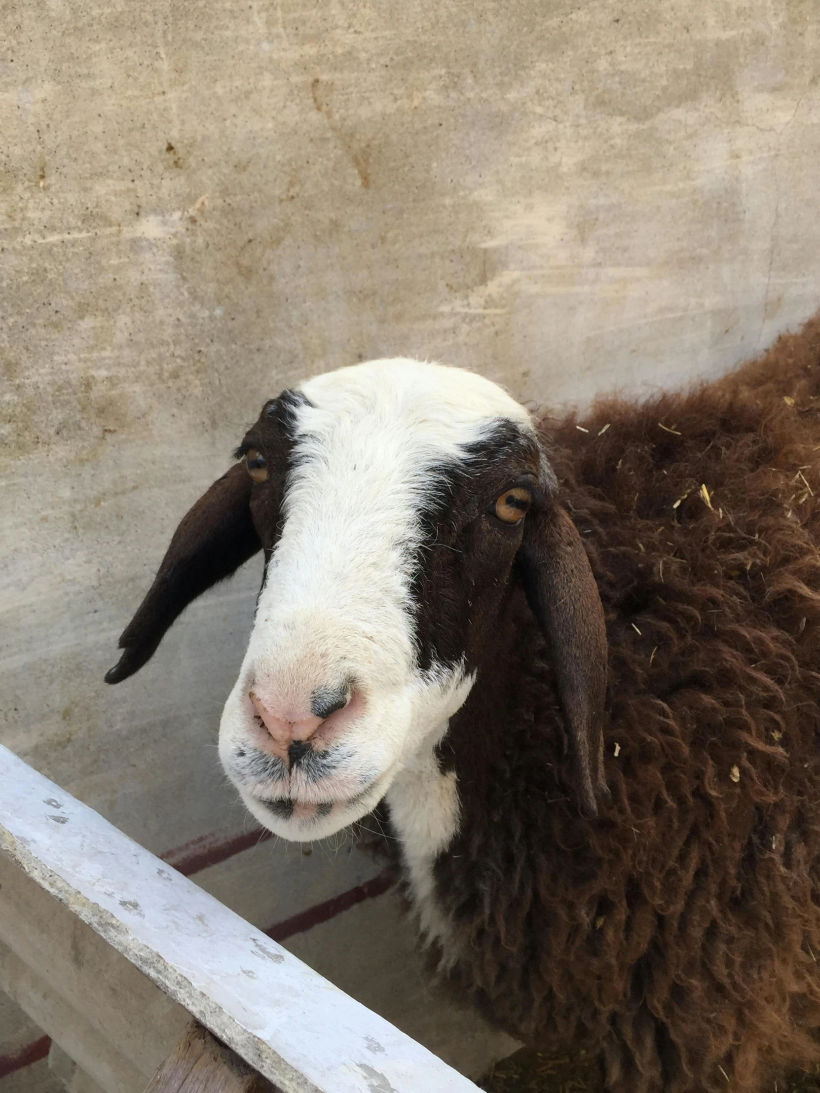 there is a goat that looks like it has a black face