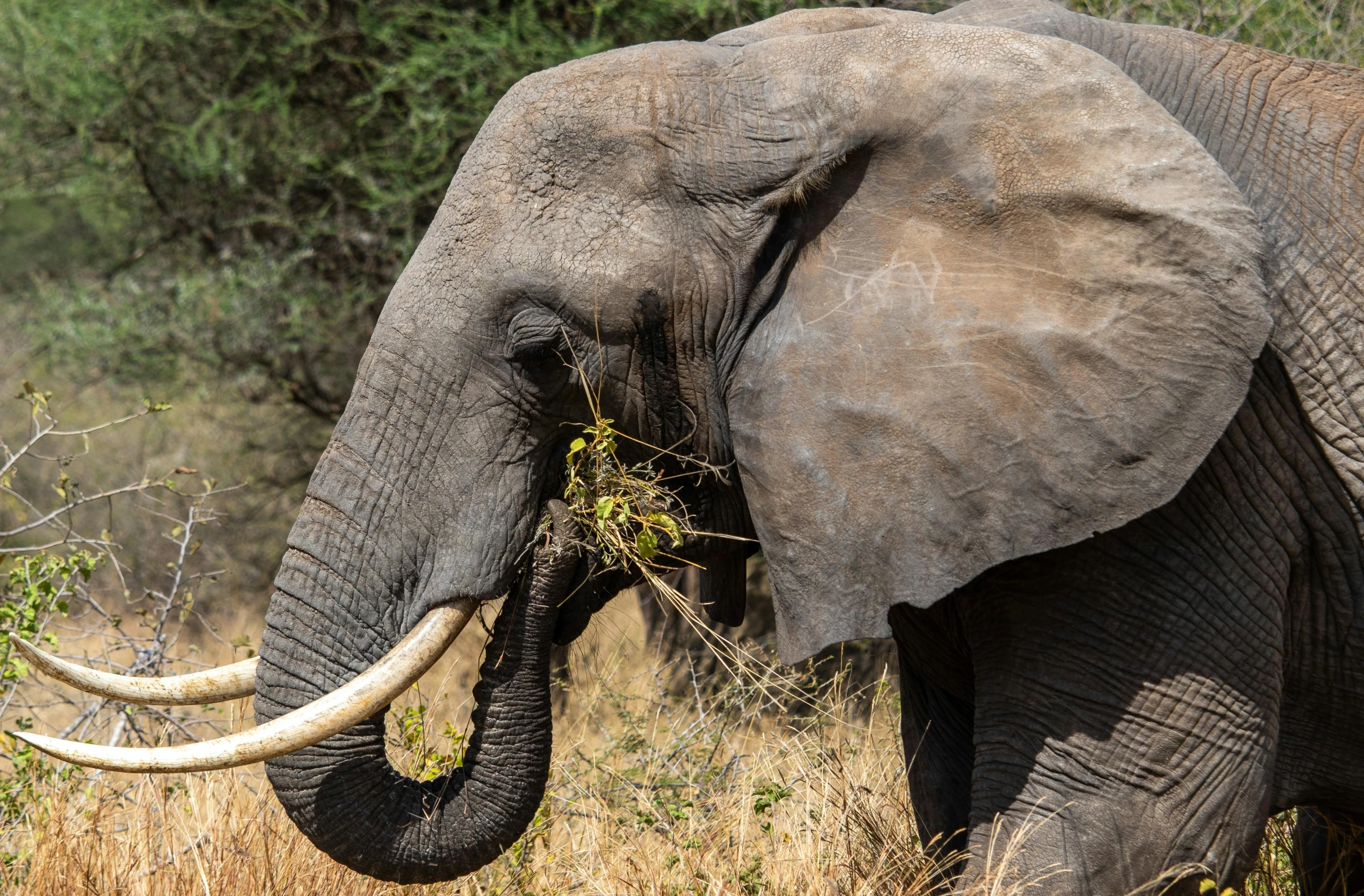 an elephant with tusks eating some bushes