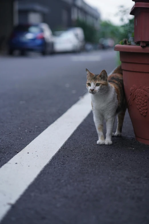 a cat stands in front of the planter while staring away from the camera