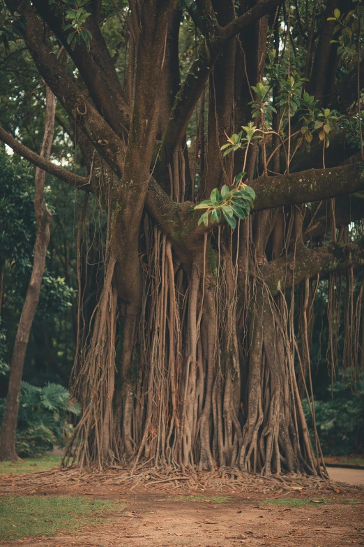 a large tree with very thick root systems in the middle of a forest