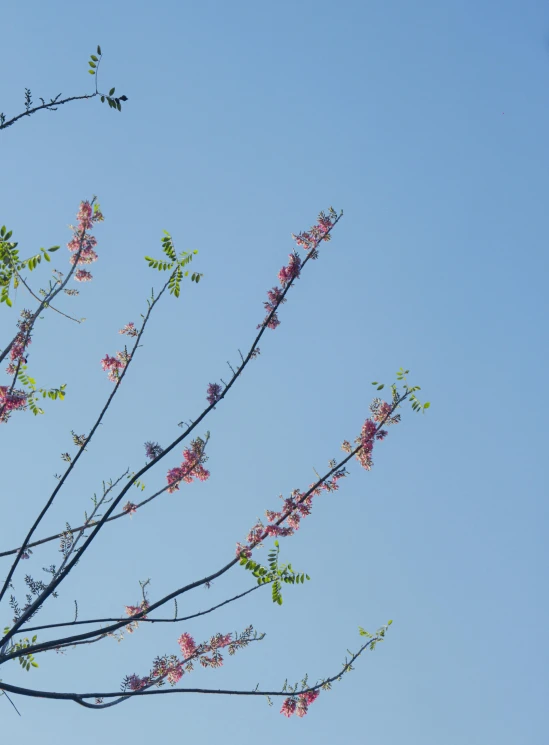 flowering nch against a clear blue sky on a sunny day