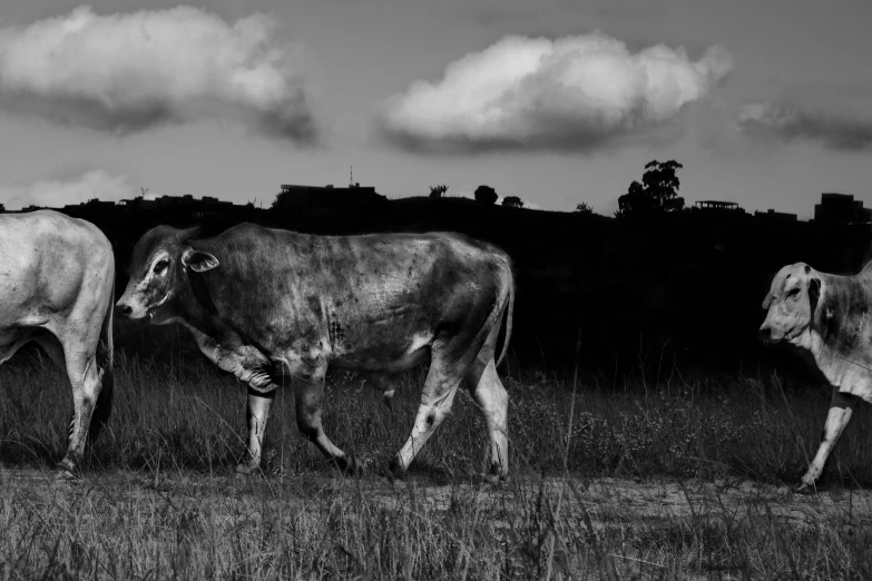 the cows are walking through the tall grass