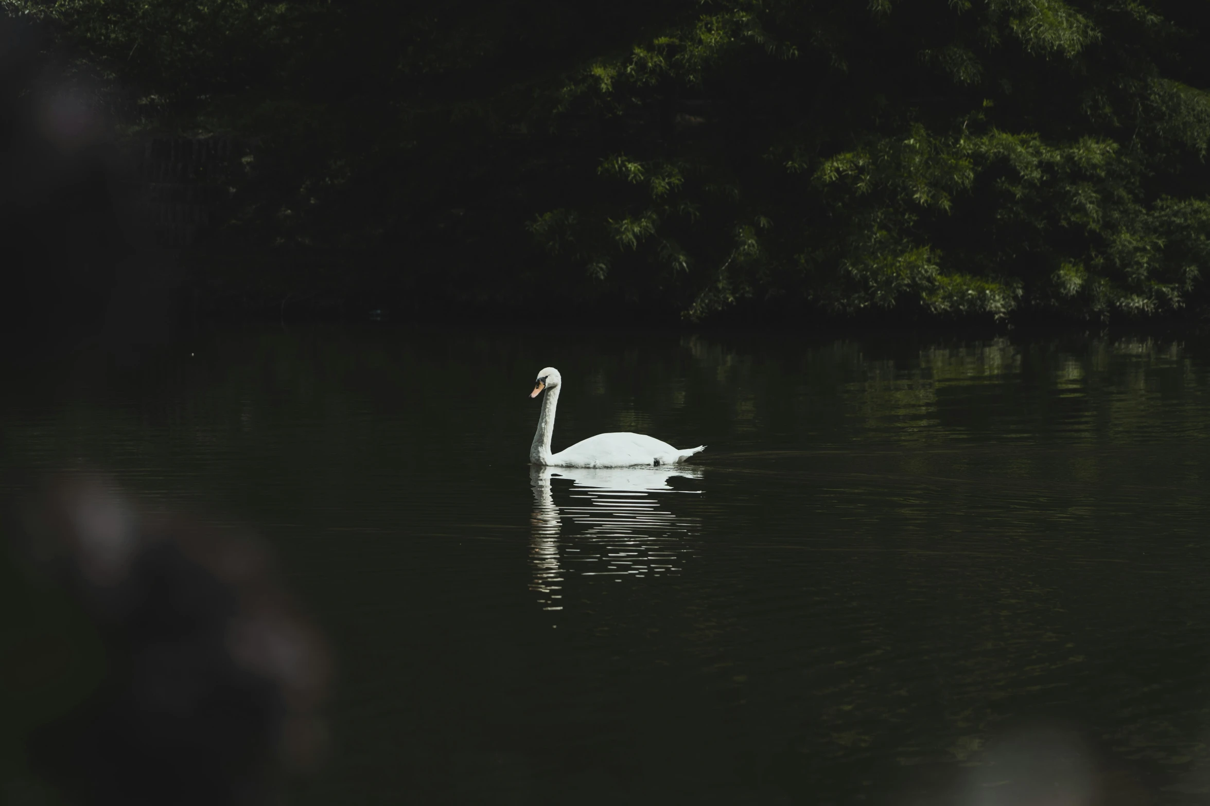 a white swan swimming on top of a lake