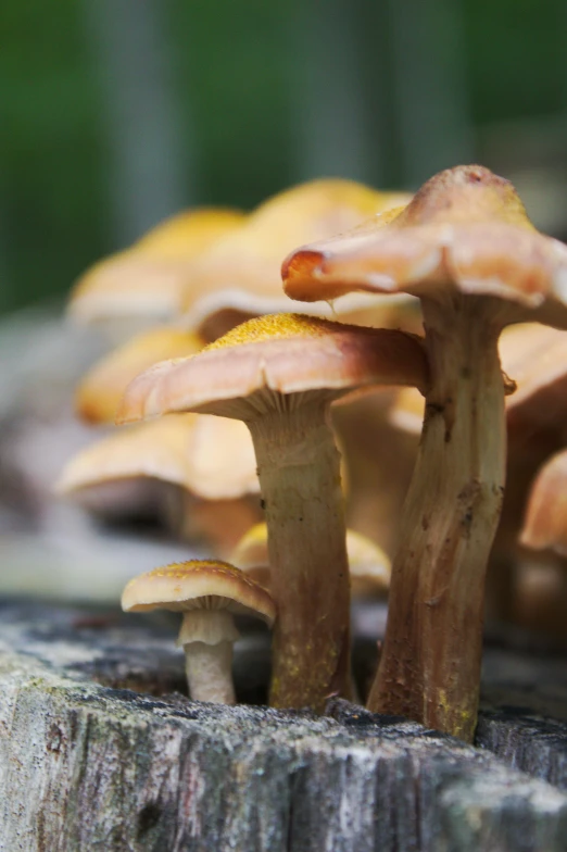 some small mushrooms growing on a tree stump