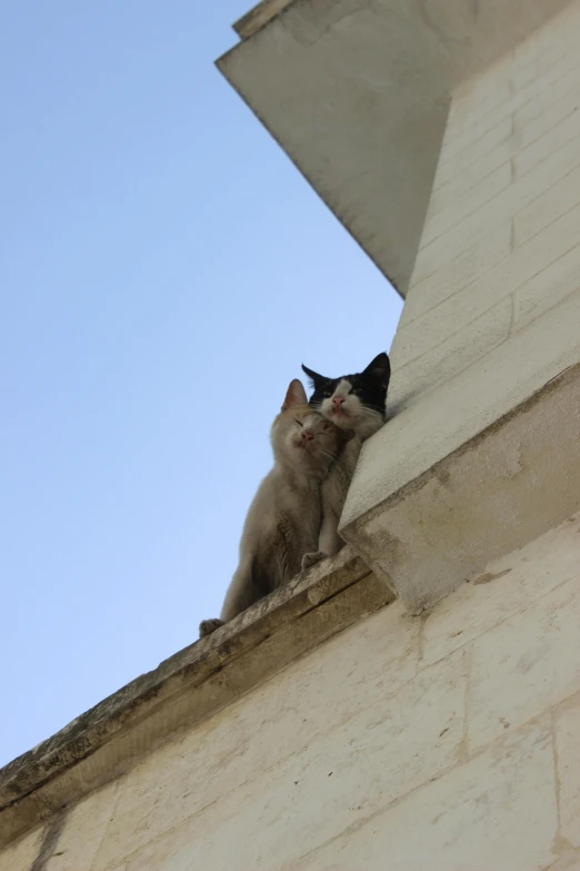 two cats look over a ledge from under