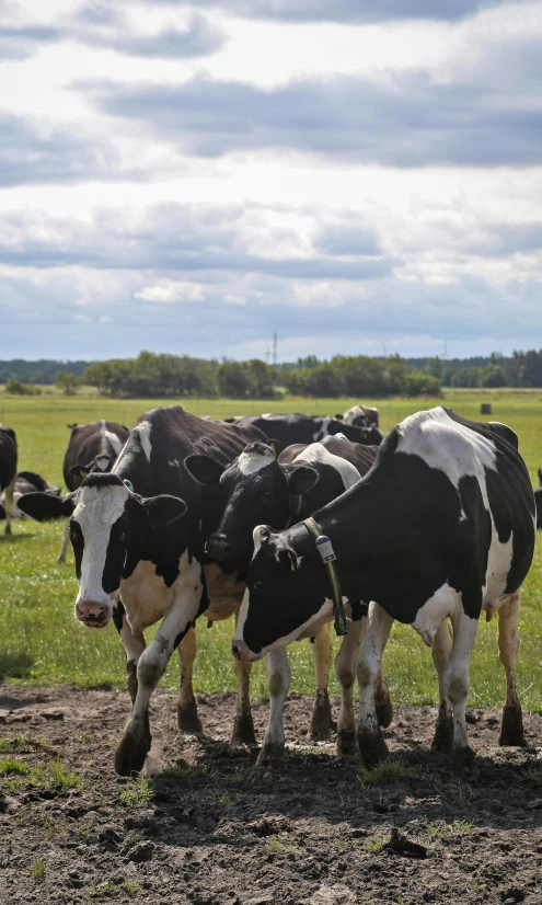 a herd of cows grazing on a lush green field