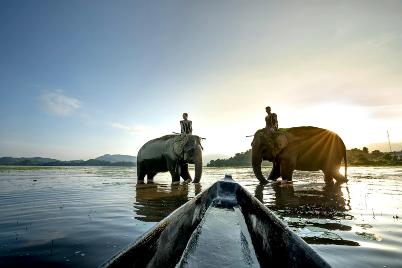 two elephants walking behind a man on the back of a boat