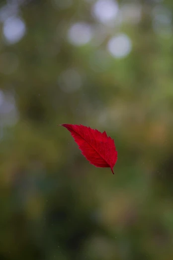 a leaf is floating above a blurred landscape